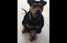 Cachorra Luna desapareceu no bairro Região do Lago