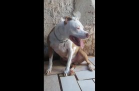 Cachorro Hulk desapareceu no bairro Esmeralda