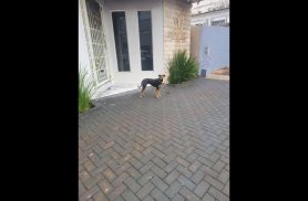 Cachorro é encontrado no bairro Centro