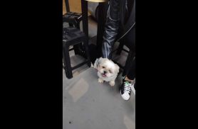 Cachorro é encontrado no bairro Interlagos