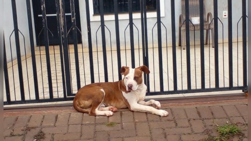Morador denuncia cachorro abandonado sem água e comida no bairro Santa Cruz Imagem referente a Morador denuncia cachorro abandonado sem água e comida no bairro Santa Cruz