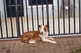 Morador denuncia cachorro abandonado sem água e comida no bairro Santa Cruz