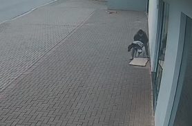 Vídeo mostra abandono cruel de cachorro agonizando em calçada de Cascavel