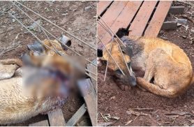 Cachorro quase degolado por coleira leva jovem e madrasta à delegacia em Cascavel