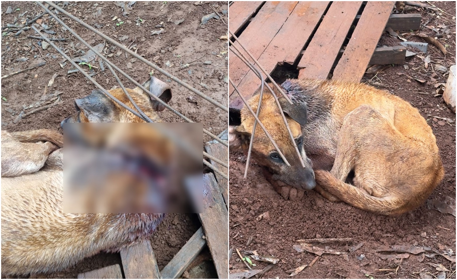 Cachorro quase degolado por coleira leva jovem e madrasta à delegacia em Cascavel