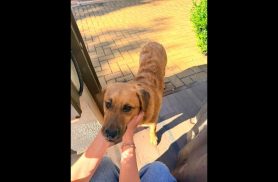 Cachorro é encontrado no bairro Região do Lago