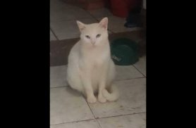 Gata Yara desapareceu no bairro Alto Alegre