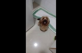 Cachorro é encontrado no bairro Alto Alegre