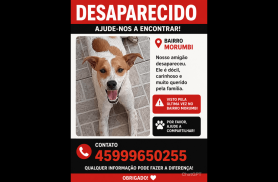 Cachorro Bobi desapareceu no bairro Morumbi