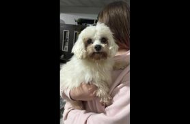 Cachorro é encontrado no bairro Guarujá