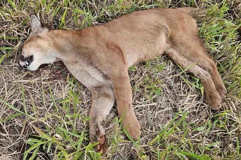 Imagem relativa a Onça-parda é encontrada morta às margens da rodovia PR-453
