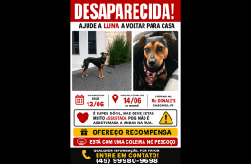 Cachorra desapareceu no bairro Centro