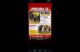 Cachorra Belinha desapareceu no bairro 14 de Novembro