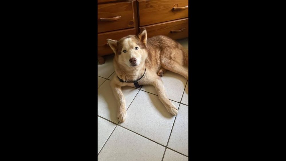 Cachorro é encontrado no bairro Fag Imagem referente a Cachorro é encontrado no bairro Fag