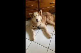 Cachorro é encontrado no bairro Fag