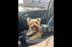 Cachorro Romeu desapareceu no bairro Periolo