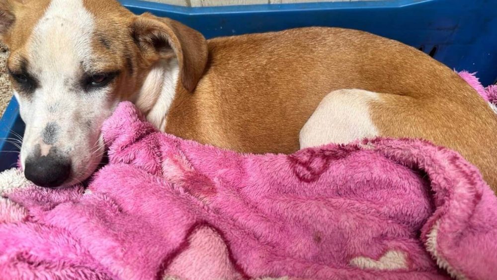 Cachorra Fiona desapareceu no bairro Universitário Imagem referente a Cachorra Fiona desapareceu no bairro Universitário