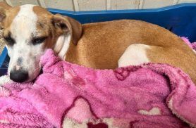 Cachorra Fiona desapareceu no bairro Universitário