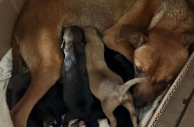 Cachorra MEL/RABICÓ desapareceu no bairro Cascavel Velho