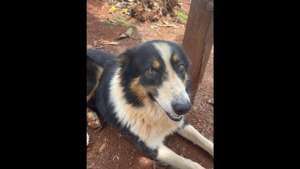 Cachorro Falcão desapareceu no bairro Morumbi Imagem referente a Cachorro Falcão desapareceu no bairro Morumbi