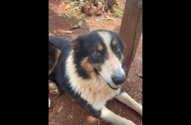 Cachorro Falcão desapareceu no bairro Morumbi