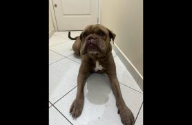 Cachorra é encontrada no bairro Centro