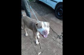 Cachorro é encontrado no bairro Morumbi