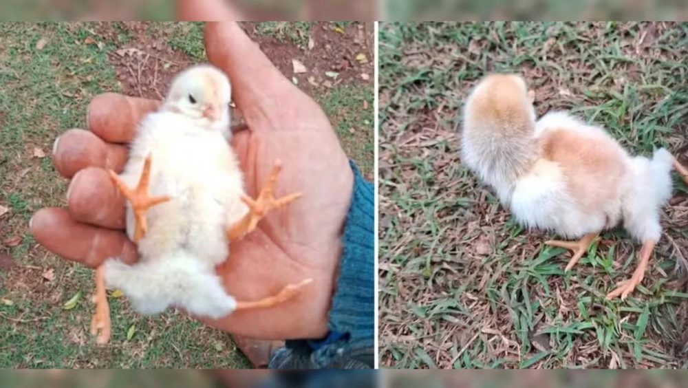 Pintinho com quatro patas vira assunto nas redes após nascimento na zona rural Imagem referente a Pintinho com quatro patas vira assunto nas redes após nascimento na zona rural