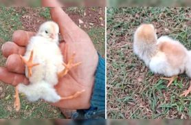 Pintinho com quatro patas vira assunto nas redes após nascimento na zona rural