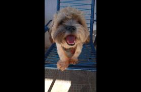 Cachorro é encontrado no bairro Universitário