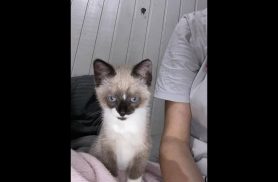 Gata Estelar desapareceu no bairro Centro