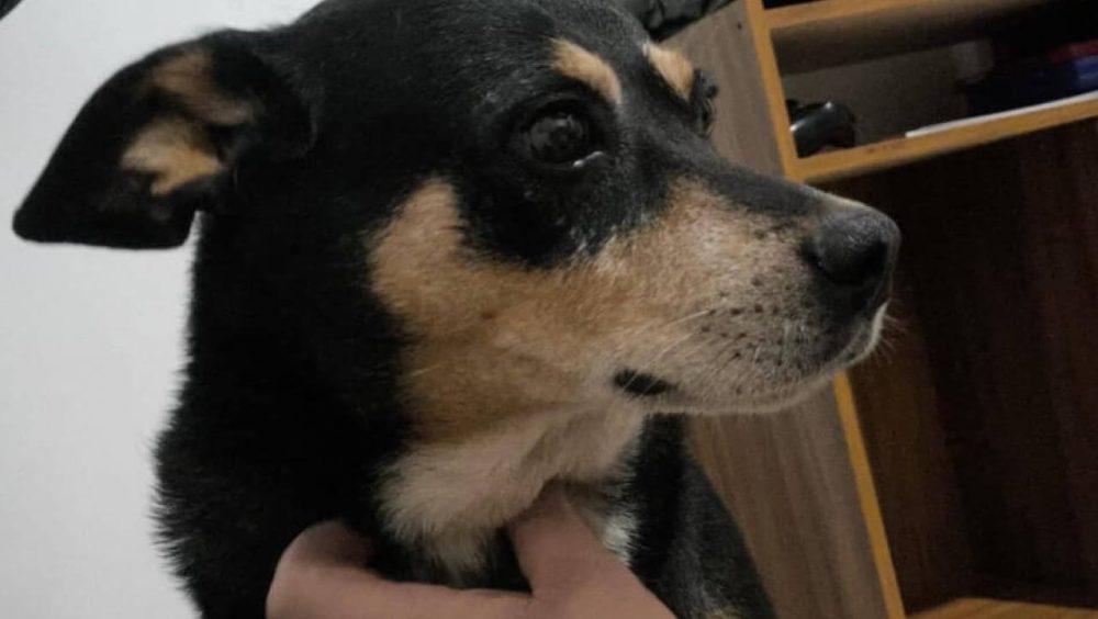 Cachorro Bob desapareceu no bairro Parque Verde Imagem referente a Cachorro Bob desapareceu no bairro Parque Verde
