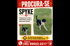 Cachorro Spyke desapareceu no bairro Santo Onofre