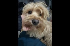Cachorro é encontrado no bairro Neva