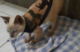Gato é encontrado no bairro Periolo
