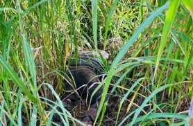 Corpo em avançado estado de decomposição é encontrado em área de mata no Parque Monjolo