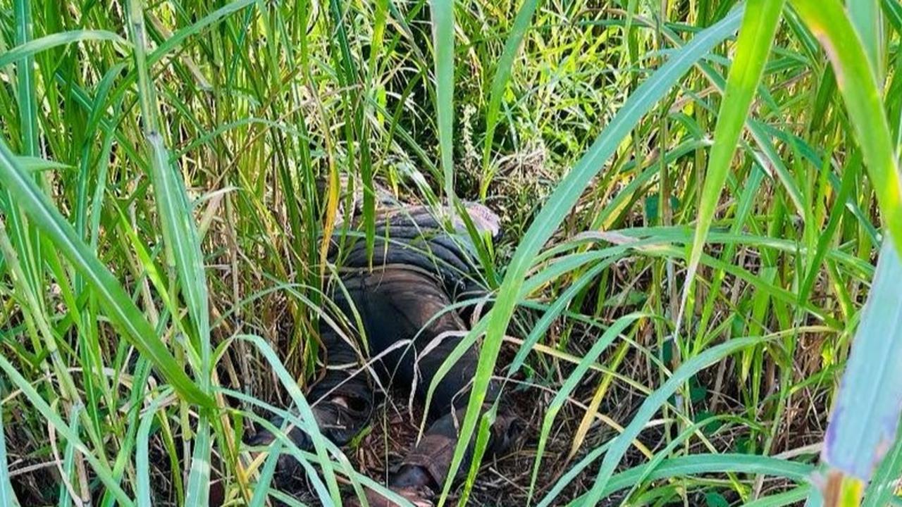 Corpo em avançado estado de decomposição é encontrado em área de mata no Parque Monjolo em Foz do Iguaçu Imagem relativa a Corpo em avançado estado de decomposição é encontrado em área de mata no Parque Monjolo em Foz do Iguaçu