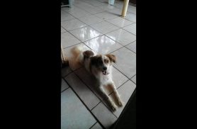 Cachorro Chapolin desapareceu no bairro Cancelli