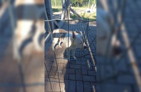 GCP é mobilizada após cachorro de grande porte ser localizado em situação de abandono