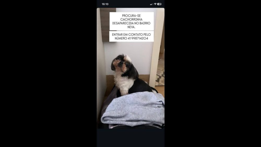 Cachorra Pipa desapareceu no bairro Neva Imagem referente a Cachorra Pipa desapareceu no bairro Neva