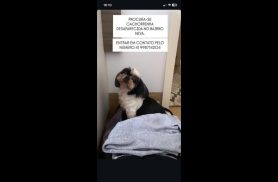 Cachorra Pipa desapareceu no bairro Neva