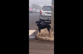 Cachorra é encontrada no bairro Centro