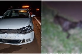 Jetta fica destruído após atropelar cachorro de grande porte na BR-369 Jetta fica destruído após atropelar cachorro de grande porte na BR-369
