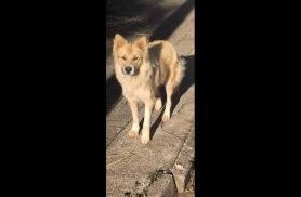 Cachorro é encontrado no bairro Brasmadeira