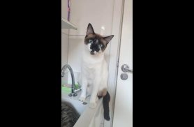 Gata Pandora desapareceu no bairro Recanto Tropical