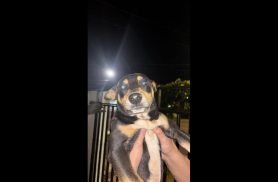 Cachorro é encontrado no bairro Interlagos
