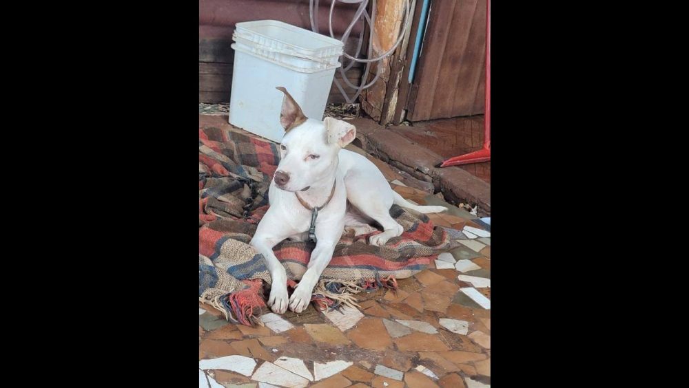 Cachorra Shakira desapareceu no bairro São Cristóvão Imagem referente a Cachorra Shakira desapareceu no bairro São Cristóvão