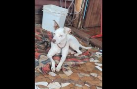 Cachorra Shakira desapareceu no bairro São Cristóvão