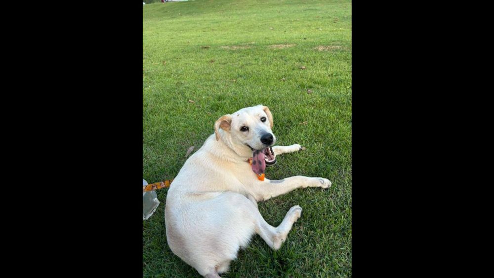 Cachorro Zaqueu desapareceu no bairro Esmeralda Imagem referente a Cachorro Zaqueu desapareceu no bairro Esmeralda