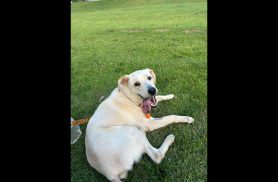 Cachorro Zaqueu desapareceu no bairro Esmeralda